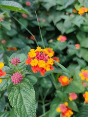Red and yellow lantana flowers, green background