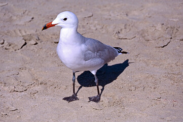 Sant Tomàs, Alaior, Menorca, Balearic Islands, Spain, Europe : Audouin's gull (Ichthyaetus audouinii) rare gull restricted to Mediterranean, characteristic black ring on red bill, AEWA protection