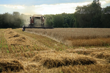 Combine harvester in the field harvesting grain. general plan. Copy space