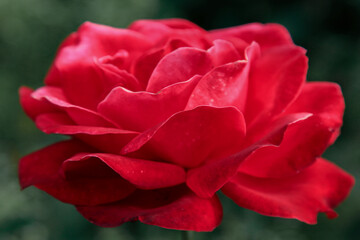 Red rose flower, side view. Beautiful single red rose flower. close up