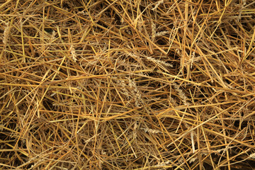 Wheat dry straw texture background, beveled wheat, cereal crops, top view. Detailed dry yellow rice...