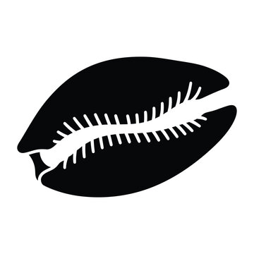 Cowrie shell icon isolated on white background