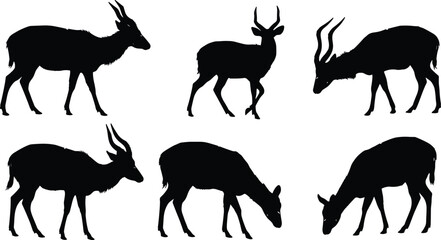 Antelope silhouette, African animal, grazing, walking, standing, wildlife illustration, horned mammal, nature pose, vector design, isolated black shape, fauna