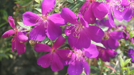 Fototapeta premium Pleroma semidecandrum is a bright purple or pink flowering plant in the Melastomataceae family, native to southeastern Brazil. Photographed close up