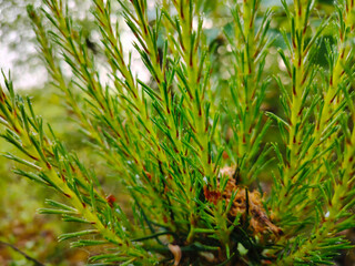 Close-up of young green pine branches.
