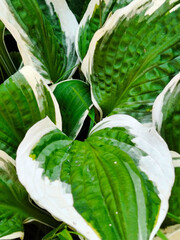Close-up of vibrant green and white variegated hosta leaves.