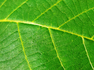 Macro close-up of a vibrant green leaf showing veins.