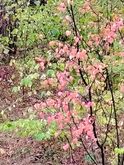 Tree with heart-shaped pink and green autumn leaves.