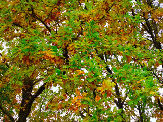 Oak tree foliage turning green to yellow in autumn.