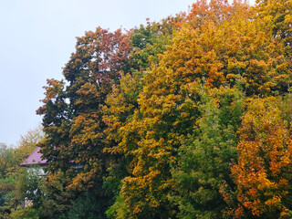 Colorful autumn trees with yellow orange and green leaves near house.