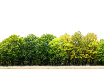 Verdant forest canopy with golden grasses isolated on a transparent background