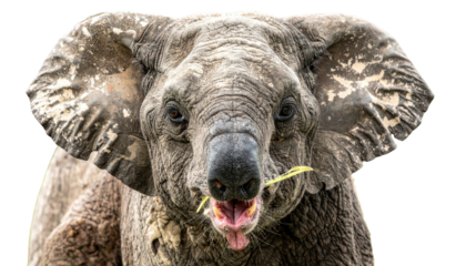 Close-up of a gray elephant eating, facing viewer