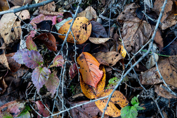 色づき始めた落ち葉、落葉、枯葉