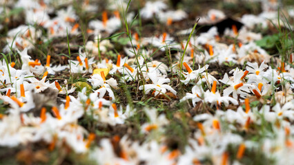 Night Jasmine or Coral Jasmine scientific name Nyctanthes arbor-tristis also known as Parijat or...
