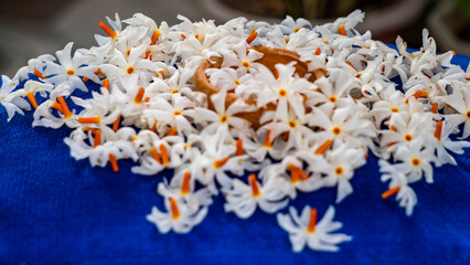 Night Jasmine or Coral Jasmine scientific name Nyctanthes arbor-tristis also known as Parijat or...