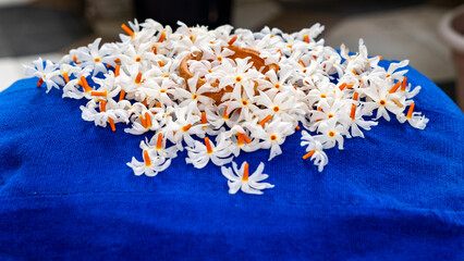 Night Jasmine or Coral Jasmine scientific name Nyctanthes arbor-tristis also known as Parijat or...