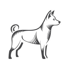 Gray Shiba Inu Dog Standing Elegantly on White Background Isolated