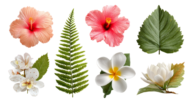 Colorful Flowers and Leaves Isolated on Transparent Background for Design Use