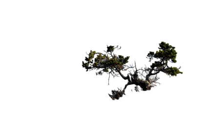 Solitary pine tree illuminated against a dark, abstract background