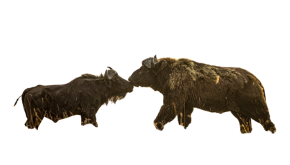 Two wild bison face each other