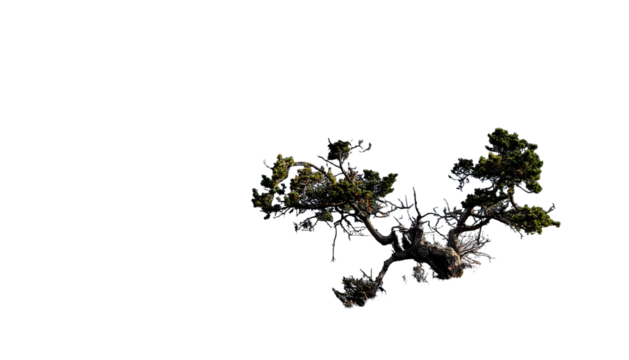 Solitary pine tree illuminated against a dark, abstract background