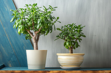 Succulent houseplant Crassula ovata in a pot on wooden desk on grey background.