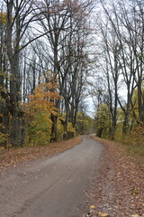 Naklejka premium The road near the Mazur Canal in the Kaliningrad region