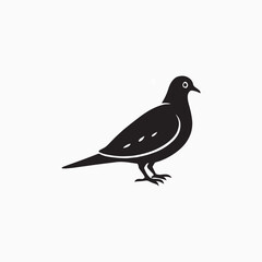 Fototapeta premium pigeon on a white background