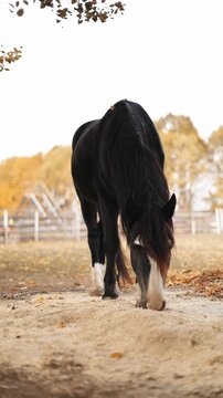 Vertical screen black well groomed horse eating grains autumn scene yellow trees in background calm rural atmosphere peaceful farm outdoor nature