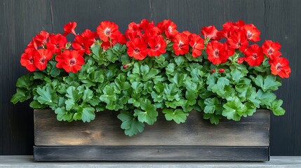 A close-up of vibrant red geraniums in full bloom, surrounded by lush green leaves, set in a rustic wooden planter