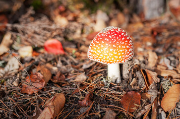 Fly agaric mushroom growing in autumn forest floor