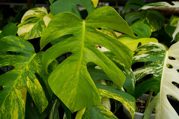 Close-up of a variegated Monstera aure variegated showcasing a striking creamy yellow coloration with subtle green marbling, indoor garden, tropical plant.	
