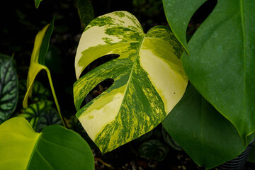 Close-up of a variegated Monstera aure variegated showcasing a striking creamy yellow coloration with subtle green marbling, indoor garden, tropical plant.	

