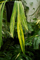 close up of variegated plants, tropical garden, Anthurium vittariifolium variegated hanging, indoor plants	
