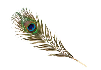 Isolated peacock feather with iridescent eye pattern from tropical bird species, plume art