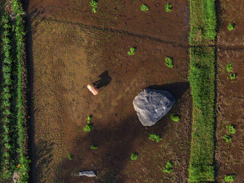 An aerial view of people planting rice in a flooded rice field reflects the sky, interspersed with bright green leaves and large boulders, Sukorini, Klaten, Central Java, Indonesia.