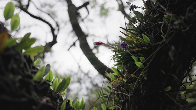 A beautiful, detailed close-up of a wild bromeliad with a vibrant purple flower, an epiphyte growing on a twisted, vine-covered tree in the Paran&aacute; Delta.