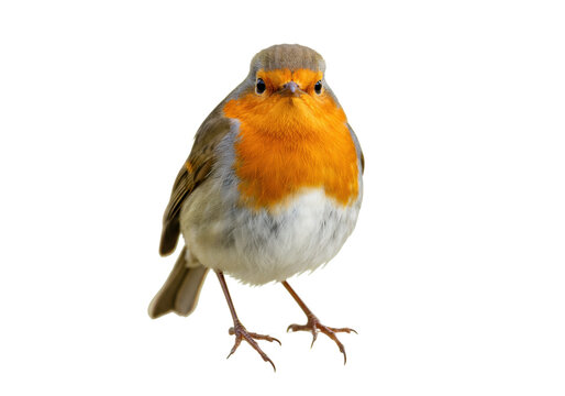 Isolated European robin, small bird with orange chest and round shape, looking at camera