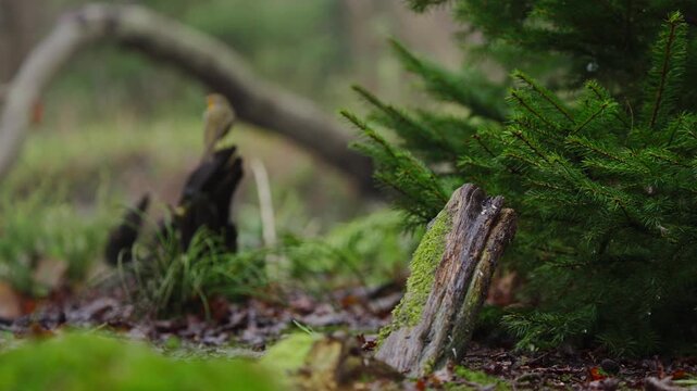 Red squirrel hops forward on mossy ground, paws extended and body mid-leap in slow motion