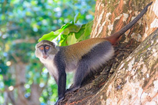Sykes' monkey (Cercopithecus albogularis), also known as the white-throated monkey or Samango monkey sitting on a tree in Jozani forest on Zanzibar, Tanzania