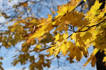 Obraz premium Close-up of bright yellow autumn maple leaves against a clear blue sky, showcasing vibrant seasonal colors and natural beauty. Perfect for fall backgrounds, nature concepts, and seasonal designs