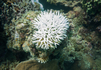 Bleached Coral from Summer 2025 on Ningaloo Coral Reef, Western Australia, Australia