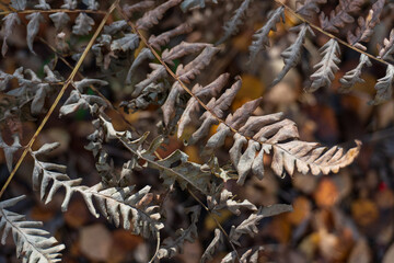 A dried fern branch with brown leaves in an autumn forest. Close-up. Macro. Background.