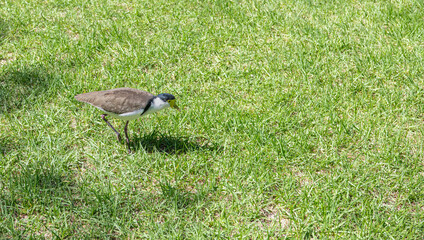 Masked Lapwing in a park in Adelaide, South Australia, Australia