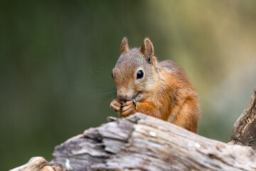 The red squirrel or Eurasian red squirrel in taiga. Sciurus vulgaris. Finland