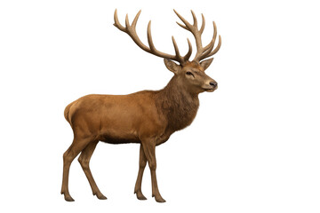 Fototapeta premium Red deer stag with large antlers standing, wildlife animal on transparent background, european cervus elaphus