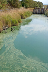 réserve naturelle des marais de Moëze, 17, Charente Maritime, France
