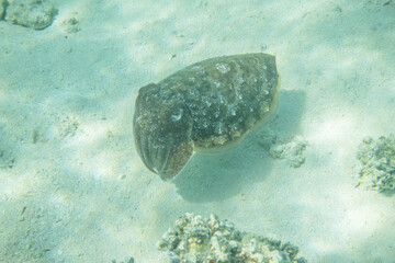 Sepia sandiger Meeresgrund