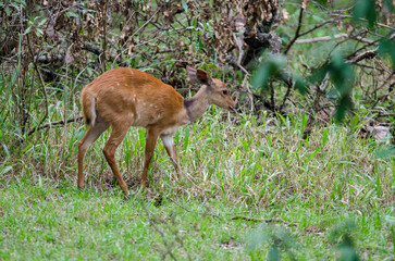 guib harnaché, Tragelaphus scriptus, Afrique de l'Est