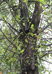 Old tree trunk and branches with damaged green leaves after extremely hot summer in natural forest background.